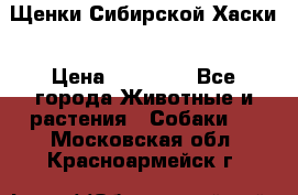 Щенки Сибирской Хаски › Цена ­ 20 000 - Все города Животные и растения » Собаки   . Московская обл.,Красноармейск г.